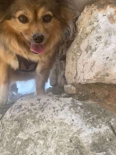 28. Farben Foto Challenge * BEIGE *-Beitrag-Bild