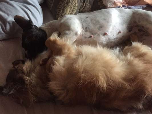 65. Handy Foto Challange                     "Ich kann nicht ohne..."-Beitrag-Bild