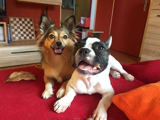 Französische Bulldoggen-Beitrag-Bild