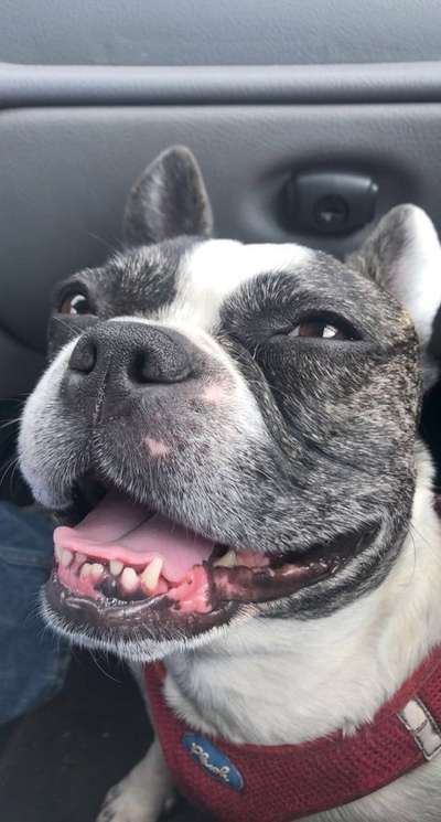 Französische Bulldoggen-Beitrag-Bild