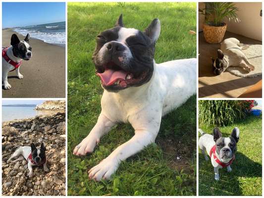 52. Collagenchallenge: Dein Hund im Sonnenschein-Beitrag-Bild