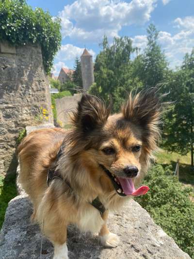 156. Fotochallenge *** DEIN HUND UND DIE WUNDERSCHÖNEN WOLKEN ***-Beitrag-Bild