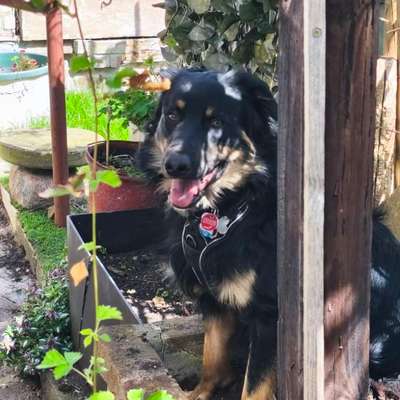 Hundetreffen-Soziale Kontakte für lieben stürmischen Junghund gesucht-Bild