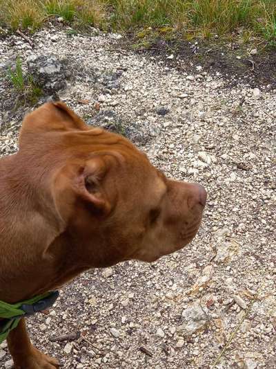 Hundetreffen-Spaziergänge mit etwas Training an Begegnungen-Bild