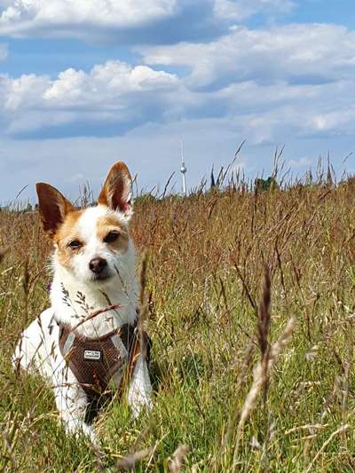 Hundetreffen-Parson Jack Russel-Bild