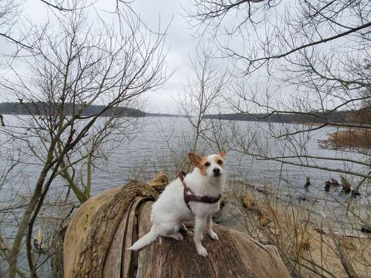 Wo sind die Jack und Parson Russell Terrier?-Beitrag-Bild