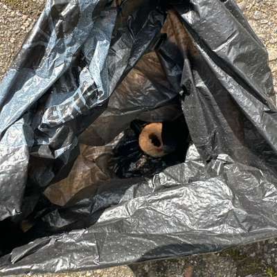 Giftköder-Evtl Giftköder-Bild