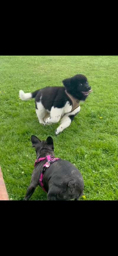 Rassen und ihre Eigenschaften-Beitrag-Bild