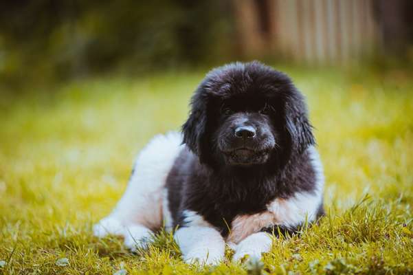 Die Dogorama Kalender Challenge Titelbild-Beitrag-Bild