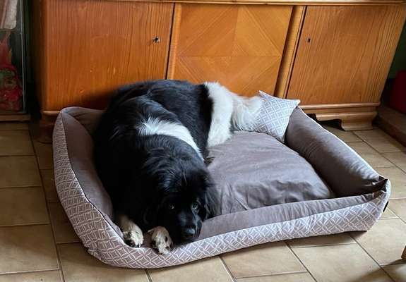 Hundebett 120x100x25-Beitrag-Bild