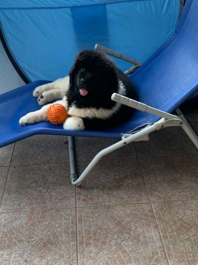 43. Fotochallenge-Zeigt mir eure Ball oder Frisbee verrueckten Hunde-Beitrag-Bild