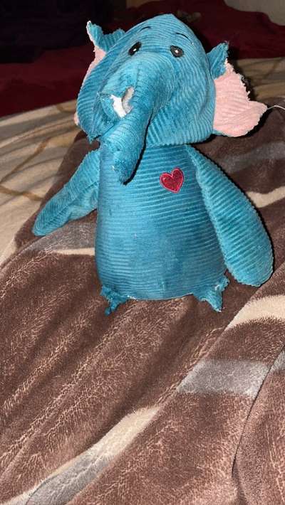 Neufundländer Freunde!-Beitrag-Bild