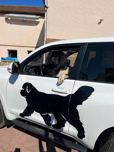 Neufundländer Freunde!-Beitrag-Bild