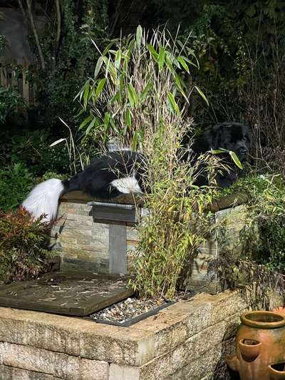 Neufundländer Freunde!-Beitrag-Bild