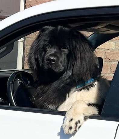 Neufundländer Freunde!-Beitrag-Bild