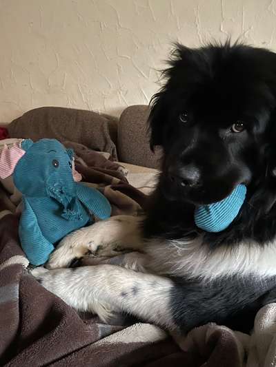 Neufundländer Freunde!-Beitrag-Bild