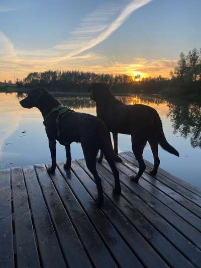 Die Dogorama Kalender Challenge Titelbild-Beitrag-Bild