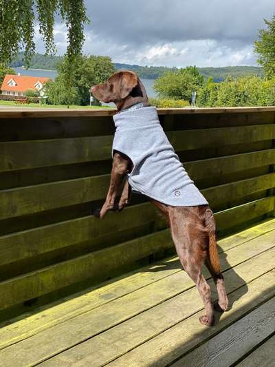 Die Dogorama Kalender Challenge Titelbild-Beitrag-Bild