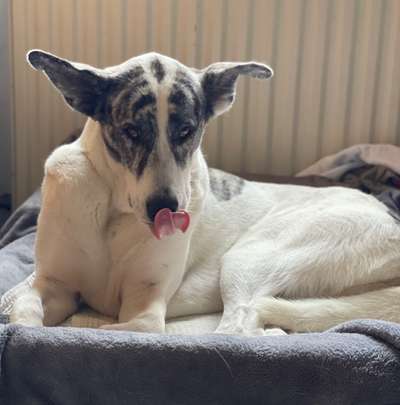 Fotochallenge Nr. 59 - Mein Hund zeigt die Zunge-Beitrag-Bild