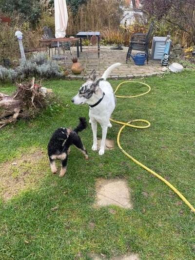 Podencomischling oder Podenco-Beitrag-Bild