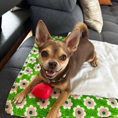 Hundetreffen-Edgar sucht neue Freunde-Bild