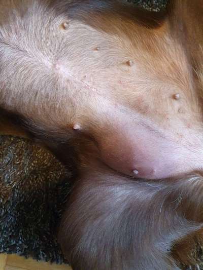 Geschwollene Zitze-Beitrag-Bild