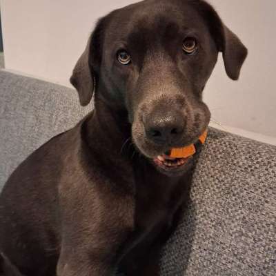 Hundetreffen-Gassi gehen, wobei die Hunde auch zusammen toben dürfen-Bild