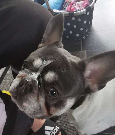 Hundetreffen-Frenchie's zum spielen gesucht-Bild