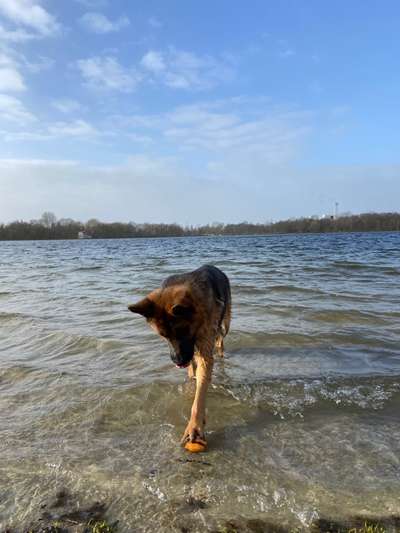 Dogorama Photo Challenge - Lieblingsspielzeug!-Beitrag-Bild