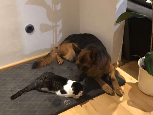 Alles rund um den Schäferhund, diskutieren erwünscht.-Beitrag-Bild