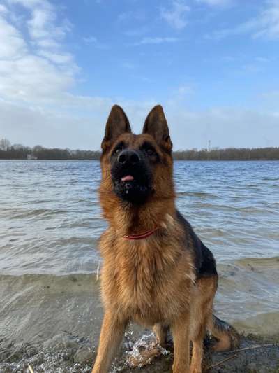 Alles rund um den Schäferhund, diskutieren erwünscht.-Beitrag-Bild