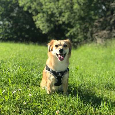 Hundetreffen-Social Walk oder gemeinsames Training-Bild