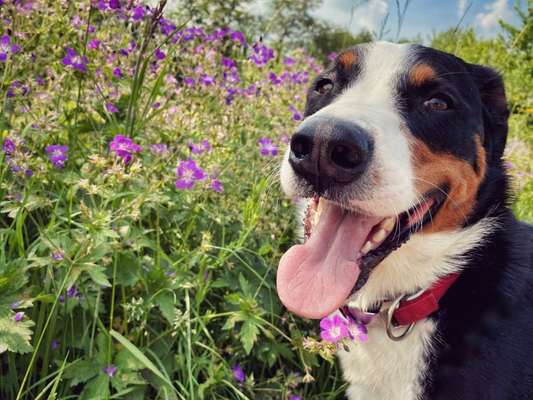 Die Dogorama Monats Challenge "Es grünt und blüht"-Beitrag-Bild