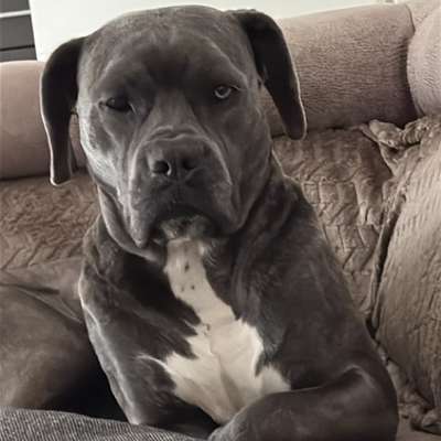 Hundetreffen-Sky sucht Hundefreunde🐶🤗-Bild