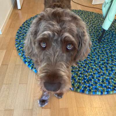 Hundetreffen-Gassirunde in Ingolstadt mit Labradoodle-Bild