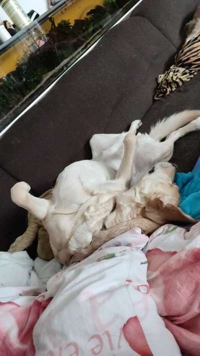 Labradorfans-Beitrag-Bild