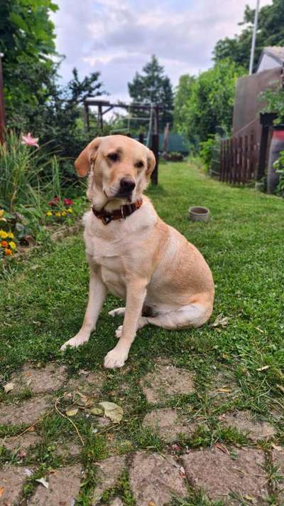 Labradorfans-Beitrag-Bild