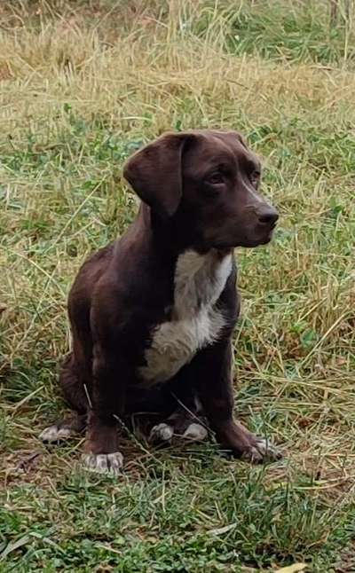 Labradorfans-Beitrag-Bild