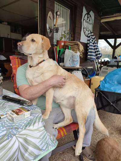 Labradorfans-Beitrag-Bild