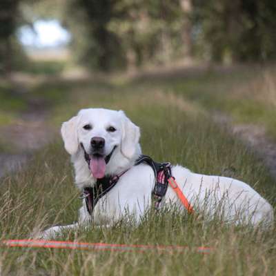 Hundetreffen-Treffen  / Spielen und toben / Gassi Runde-Bild