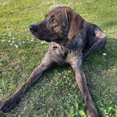 Hundetreffen-Spielkameraden & Gassifreunde gesucht-Bild