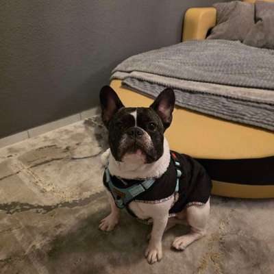 Hundetreffen-Sozial Walk-Bild