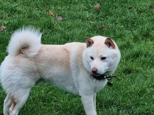 Shiba Inu Erfahrungen?-Beitrag-Bild