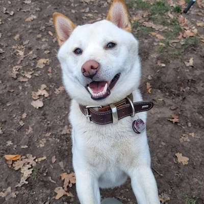 Zeichnungen eurer Hunde-Beitrag-Bild