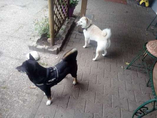 Nordische Hunde-Beitrag-Bild