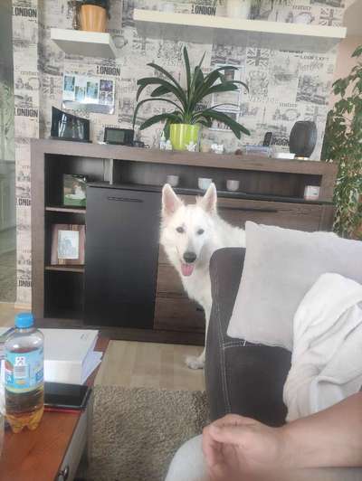 Schäferhund-Beitrag-Bild