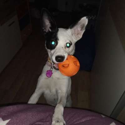 Hundetreffen-Kleine Layla sucht jemand der mit geht zum Gassi da sie gerne mit anderen Hunde spielen