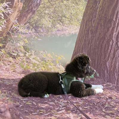 Hundetreffen-Spieletreff/gemeinsamer Spaziergang-Bild