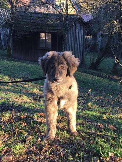 Welpen Bilder !-Beitrag-Bild