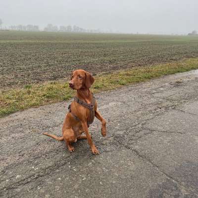 Hundetreffen-Hunderunde-Bild